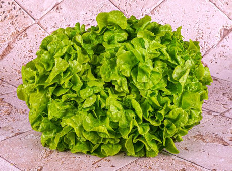 Feuille De Chene Verte Bio