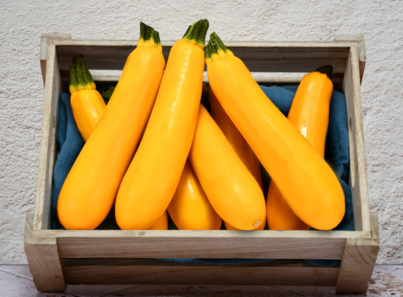 Courgette Jaune Bio